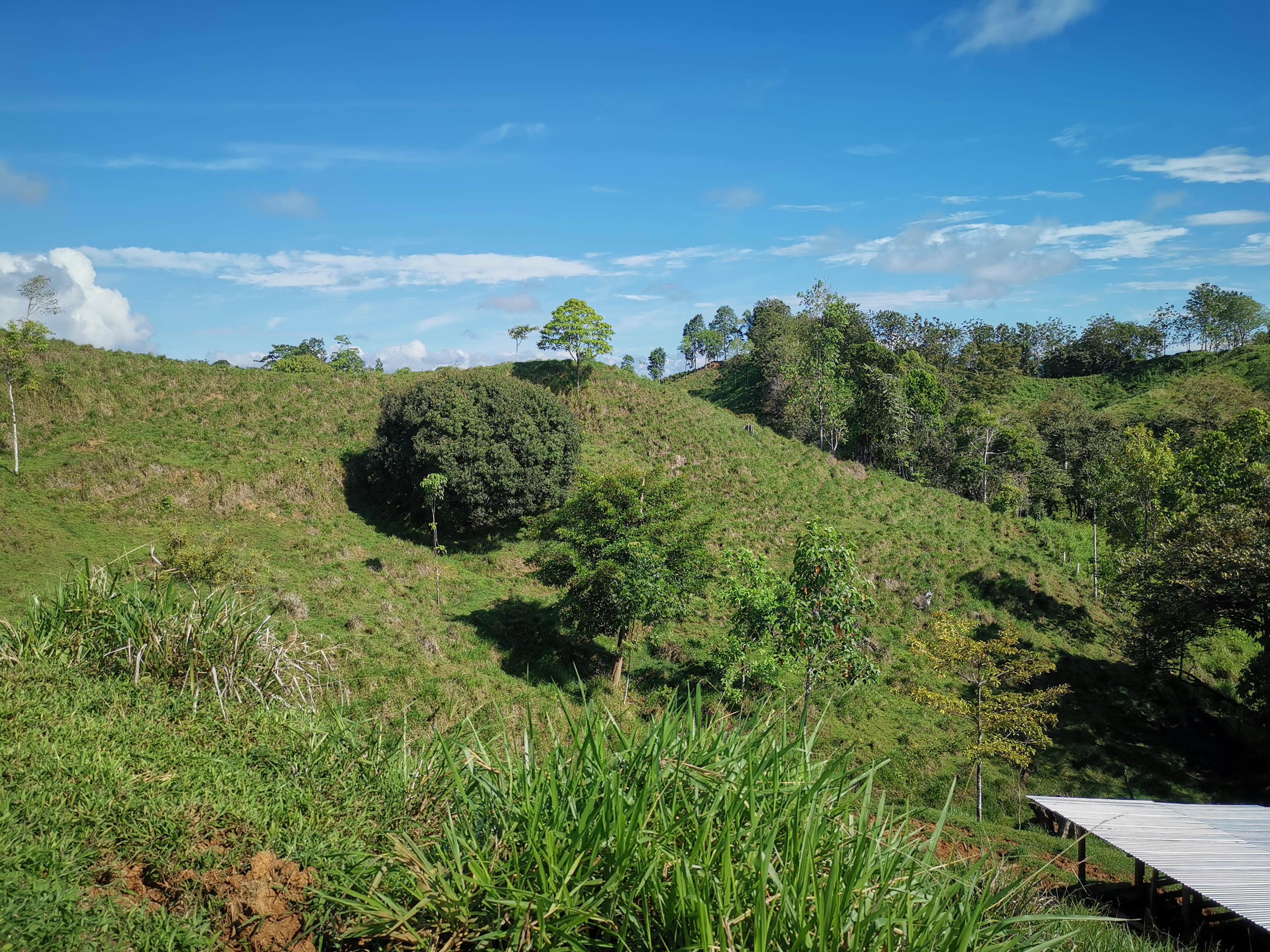 A view of the Pastureland of a productive Farm in the Osa Peninsula close to Corcovado Park